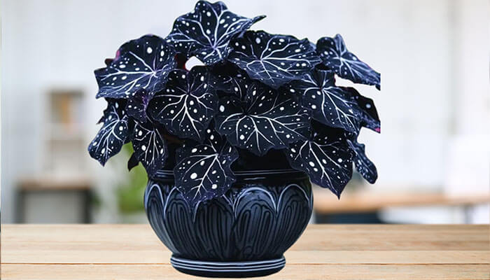Moonlight Butterfly Begonia in a decorative pot, featuring dark leaves with white star-like patterns, placed on a wooden table indoors.