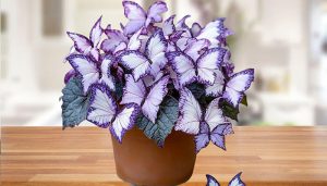 Moonlight Butterfly Begonia plant in a pot with violet, butterfly-shaped leaves, displayed on a wooden surface indoors.