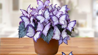 Moonlight Butterfly Begonia plant in a pot with violet, butterfly-shaped leaves, displayed on a wooden surface indoors.