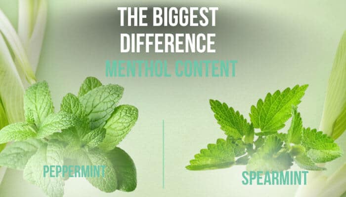 The Biggest Difference Menthol Content - Fashion In Beauty - Fashion in Beauty Spearmint vs Peppermint comparison infographic highlighting the biggest difference in menthol content, showing peppermint leaves with higher menthol concentration on the left and spearmint leaves with minimal menthol on the right, explaining their distinct cooling effects, flavor intensity, and medicinal applications in herbal therapy and natural remedies.