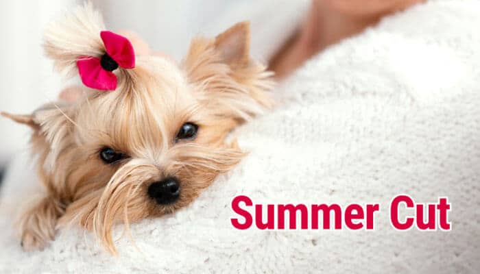 Summer Cut - Fashion In Beauty - Fashion in Beauty Mini Sheepadoodle summer cut inspiration featuring a neatly groomed short coat designed for easier maintenance and reduced matting in warm weather.
