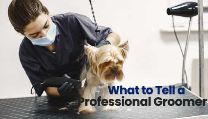 What to Tell a Professional Groomer - Fashion In Beauty - Fashion in Beauty Mini Sheepadoodle professional grooming session showing coat trimming and clipper care to help manage dense, wavy fur and reduce matting.