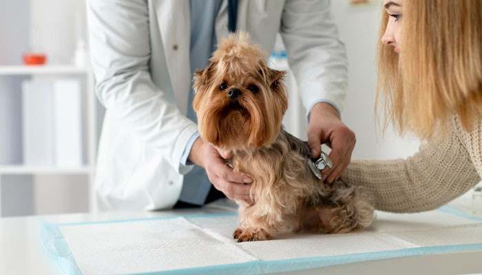 Common Health Problems in Shih Tzu Puppies - Fashion In Beauty - Fashion in Beauty Shih Tzu Puppies health care showing a small brown Shih Tzu undergoing a veterinary examination while its owner provides comfort at the clinic.