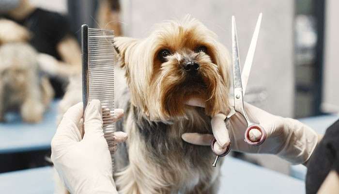 Summer Cut - Fashion In Beauty - Fashion in Beauty Shih Tzu Puppies grooming session showing a fluffy Shih Tzu receiving a summer haircut with professional scissors and a comb at a pet salon.